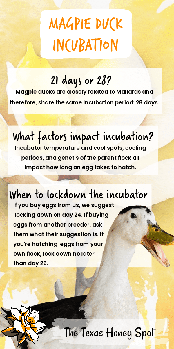How Long Does It Take To Incubate Magpie Duck Eggs? The Texas Honey Spot